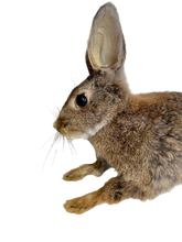 Load image into Gallery viewer, Hanging Rabbit
