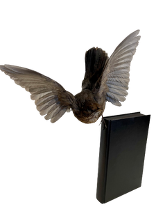 Female Blackbird on Black Book (takes flight) by Antoinette Ratcliffe