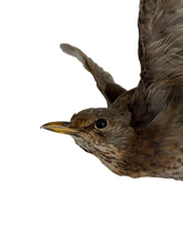 Load image into Gallery viewer, Female Blackbird on Black Book (takes flight) by Antoinette Ratcliffe
