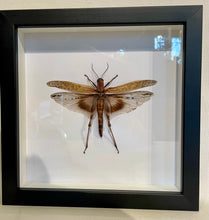 Load image into Gallery viewer, Desert Locust -Framed
