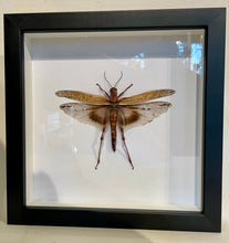 Load image into Gallery viewer, Desert Locust -Framed
