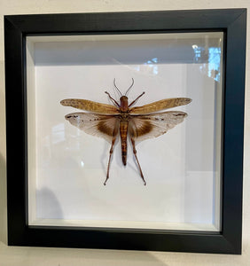 Desert Locust -Framed