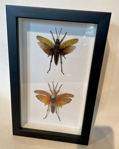 Northern Spotted Locust and Blue Bush Locust - Framed