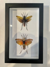 Load image into Gallery viewer, Northern Spotted Locust and Blue Bush Locust - Framed
