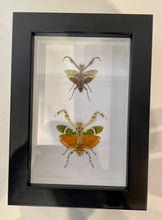 Load image into Gallery viewer, Jeweled Flower Mantis and Banded Flower Mantis - Framed

