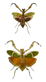 Jeweled Flower Mantis and Banded Flower Mantis - Framed