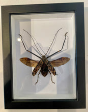 Load image into Gallery viewer, Harlequin Bettle -Male Framed
