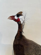 Load image into Gallery viewer, Guinea Fowl-Taxidermy
