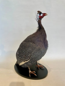 Guinea Fowl-Taxidermy