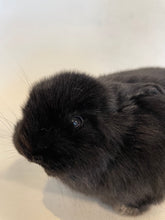 Load image into Gallery viewer, Baby Black Bunny-Taxidermy
