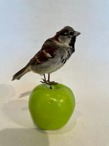 Unmounted Male Sparrow-Taxidermy