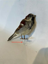 Load image into Gallery viewer, Unmounted Male Sparrow-Taxidermy
