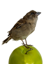 Load image into Gallery viewer, Unmounted Female Sparrow-Taxidermy
