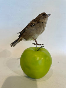 Unmounted Female Sparrow-Taxidermy