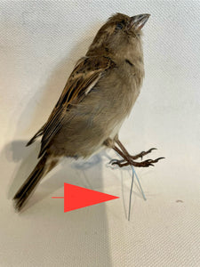 Unmounted Female Sparrow-Taxidermy
