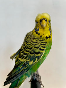 Atticus the Budgie-Taxidermy