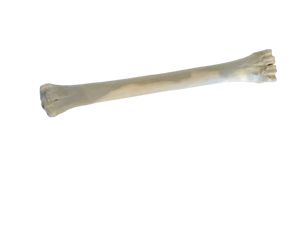 Genuine Giraffe Leg Bone