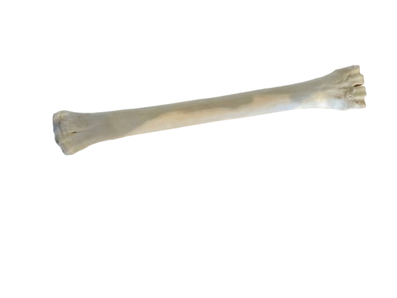 Genuine Giraffe Leg Bone