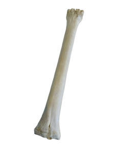 Genuine Giraffe Leg Bone