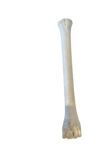 Genuine Giraffe Leg Bone