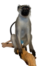 Load image into Gallery viewer, Vervet Monkey
