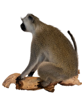 Load image into Gallery viewer, Vervet Monkey
