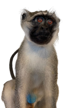 Load image into Gallery viewer, Vervet Monkey
