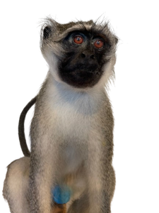 Vervet Monkey