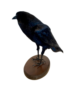 Cape Crow