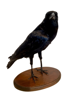 Cape Crow