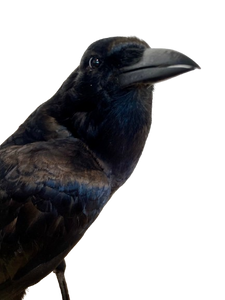 Cape Crow