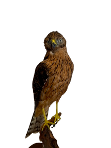 Juvenile Black Sparrowhawk