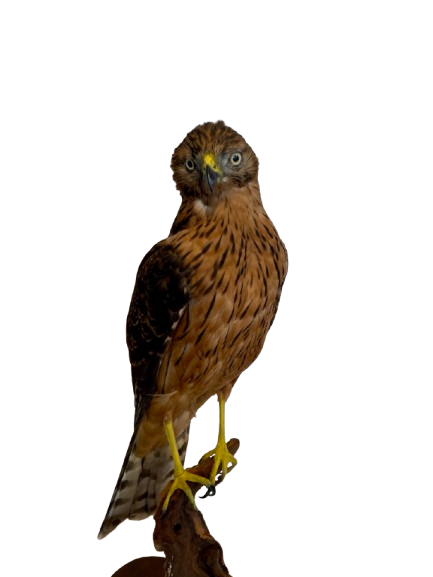 Juvenile Black Sparrowhawk