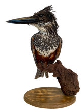 Load image into Gallery viewer, Giant Kingfisher
