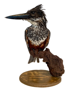 Giant Kingfisher