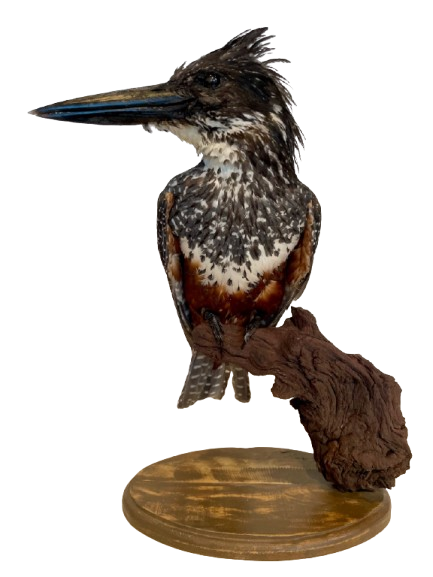 Giant Kingfisher