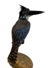 Load image into Gallery viewer, Giant Kingfisher
