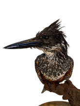 Load image into Gallery viewer, Giant Kingfisher
