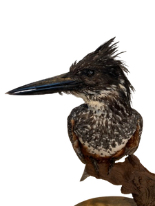 Giant Kingfisher