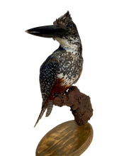 Load image into Gallery viewer, Giant Kingfisher
