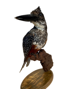 Giant Kingfisher