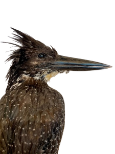 Giant Kingfisher