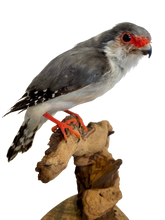 Load image into Gallery viewer, Pygmy Falcon
