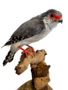 Pygmy Falcon