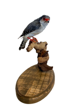 Load image into Gallery viewer, Pygmy Falcon
