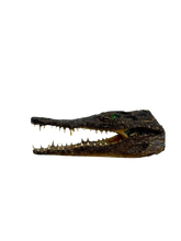 Load image into Gallery viewer, Juvenile African Crocodile Heads
