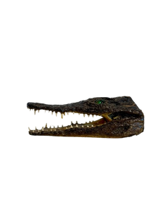 Juvenile African Crocodile Heads