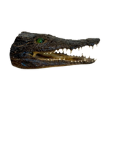 Load image into Gallery viewer, Juvenile African Crocodile Heads
