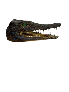 Juvenile African Crocodile Heads