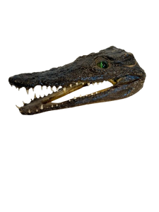 Juvenile African Crocodile Heads